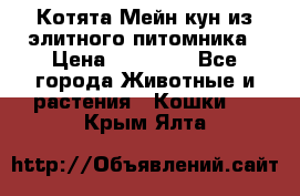 Котята Мейн-кун из элитного питомника › Цена ­ 20 000 - Все города Животные и растения » Кошки   . Крым,Ялта